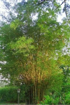 Golden Fishpole Bamboo - Phyllostachys Aurea - 3 Gallon Pot (4-6') -Plantify Shop Bamboo Golden 10