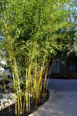 Golden Fishpole Bamboo - Phyllostachys Aurea - 3 Gallon Pot (4-6') -Plantify Shop Bamboo Golden 11