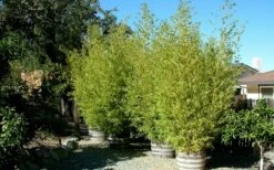 Golden Fishpole Bamboo - Phyllostachys Aurea - 3 Gallon Pot (4-6') -Plantify Shop Bamboo Golden 15