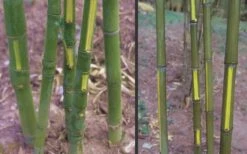 Flavescens Inversa Bamboo (Phyllostachys Aurea) - 3 Gallon Pot (2-4') -Plantify Shop Bamboo Golden Fish Pole 2