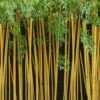 True Gold Golden Fish Pole Bamboo (Phyllostachys Aurea 'Holochrysa') - 3 Gallon Pot