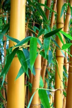 True Gold Golden Fish Pole Bamboo (Phyllostachys Aurea 'Holochrysa') - 3 Gallon Pot -Plantify Shop Bamboo Golden Golden 23 500x750 1