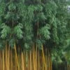 Gold Vivax Giant Timber Bamboo (Green Stripe Bamboo) - Phyllostachys Vivax 'Aureocaulis' - 3 Gallon Pot (2-4') -Plantify Shop Bamboo Golden Vivax Timber Bamboo Rev 500x750 1