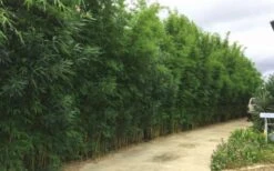 Graceful Bamboo (Slender Weavers) - Bambusa Textilis 'Gracilis' - 2 Gallon Pot -Plantify Shop Bamboo Graceful 6