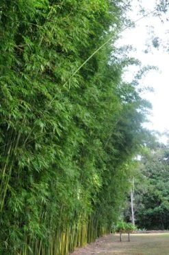 Graceful Bamboo (Slender Weavers) - Bambusa Textilis 'Gracilis' - 2 Gallon Pot -Plantify Shop Bamboo Graceful 9