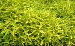Dwarf Green Stripe Bamboo (Pleioblastus Viridistriatus) - 1 Gallon Pot -Plantify Shop Bamboo Green Stripe 11 1