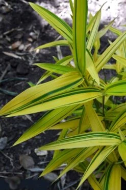 Dwarf Green Stripe Bamboo (Pleioblastus Viridistriatus) - 1 Gallon Pot -Plantify Shop Bamboo Green Stripe 12 1