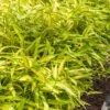 Dwarf Green Stripe Bamboo (Pleioblastus Viridistriatus) - 1 Gallon Pot -Plantify Shop Bamboo Green Stripe 8 1