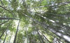 Henon Giant Gray Bamboo - Phyllostachys Nigra 'Henon' - 2 Gallon Pot -Plantify Shop Bamboo Henon 10