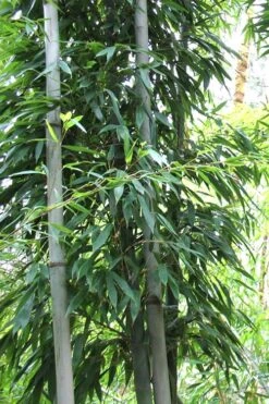 Henon Giant Gray Bamboo - Phyllostachys Nigra 'Henon' - 3 Gallon Pot (4-6') -Plantify Shop Bamboo Henon 11 1