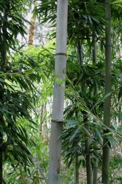 Henon Giant Gray Bamboo - Phyllostachys Nigra 'Henon' - 3 Gallon Pot (3-4') -Plantify Shop Bamboo Henon 12 2
