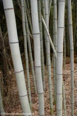 Henon Giant Gray Bamboo - Phyllostachys Nigra 'Henon' - 3 Gallon Pot (4-6') -Plantify Shop Bamboo Henon 15 1