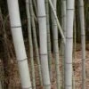 Henon Giant Gray Bamboo - Phyllostachys Nigra 'Henon' - 2 Gallon Pot -Plantify Shop Bamboo Henon 15