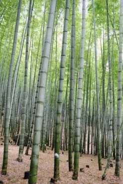 Henon Giant Gray Bamboo - Phyllostachys Nigra 'Henon' - 3 Gallon Pot (4-6') -Plantify Shop Bamboo Henon 16 1