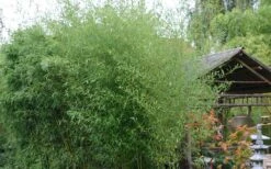 Humilis Hedge Bamboo - Phyllostachys Humilis - 3 Gallon Pot -Plantify Shop Bamboo Humilis 1 1