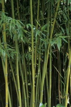 Humilis Hedge Bamboo - Phyllostachys Humilis - 2 Gallon Pot -Plantify Shop Bamboo Humilis 11