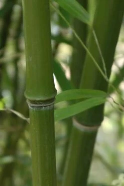 Humilis Hedge Bamboo - Phyllostachys Humilis - 2 Gallon Pot -Plantify Shop Bamboo Humilis 5