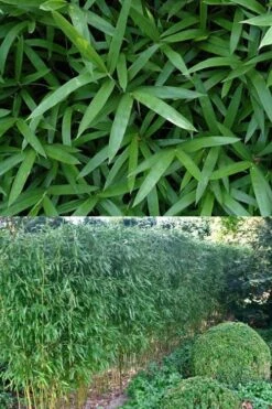 Humilis Hedge Bamboo - Phyllostachys Humilis - 3 Gallon Pot -Plantify Shop Bamboo Humilis 500x750 2