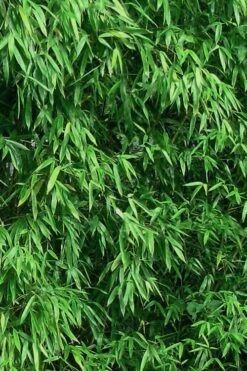 Humilis Hedge Bamboo - Phyllostachys Humilis - 2 Gallon Pot -Plantify Shop Bamboo Humilis 9