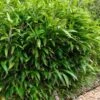 Latifolius Broadleaf Bamboo - Indocalamus Latifolius - 3 Gallon Pot -Plantify Shop Bamboo Indocalimus Latifolius