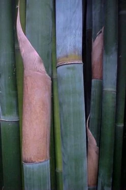 Giant Weavers Royal Bamboo (Wong Chuk) - Bambusa Textilis 'Kanapaha' - 3 Gallon Pot -Plantify Shop Bamboo Kanapaha 13