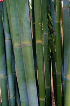 Giant Weavers Royal Bamboo (Wong Chuk) - Bambusa Textilis 'Kanapaha' - 3 Gallon Pot -Plantify Shop Bamboo Kanapaha 16