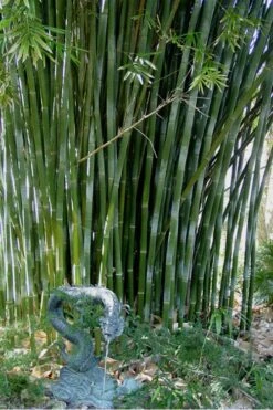 Giant Weavers Royal Bamboo (Wong Chuk) - Bambusa Textilis 'Kanapaha' - 3 Gallon Pot -Plantify Shop Bamboo Kanapaha 18