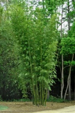 Giant Weavers Royal Bamboo (Wong Chuk) - Bambusa Textilis 'Kanapaha' - 3 Gallon Pot -Plantify Shop Bamboo Kanapaha 6