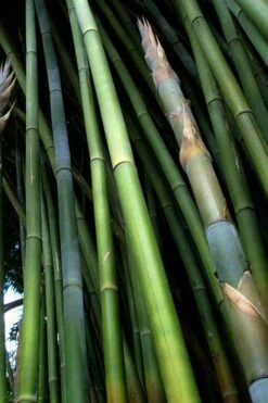 Giant Weavers Royal Bamboo (Wong Chuk) - Bambusa Textilis 'Kanapaha' - 3 Gallon Pot -Plantify Shop Bamboo Kanapaha 8