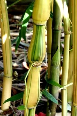 Yellow Buddha Belly Bamboo - Bambusa Ventricosa 'Kimmei' - 3 Gallon Pot -Plantify Shop Bamboo Kimmei 1