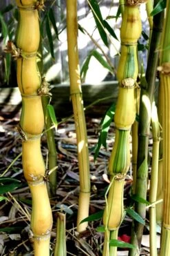 Yellow Buddha Belly Bamboo - Bambusa Ventricosa 'Kimmei' - 3 Gallon Pot -Plantify Shop Bamboo Kimmei 2