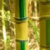Koi Golden Bamboo (Phyllostachys Aurea 'Koi') - 3 Gallon Pot (2-4') -Plantify Shop Bamboo Koi Golden 20 1