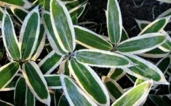 Kuma Zasa Dwarf Bamboo - Sasa Veitchii 'Kuma-Zasa' - 1 Gallon Pot -Plantify Shop Bamboo Kuma Zasa 1 1