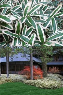 Kuma Zasa Dwarf Bamboo (Sasa Veitchii 'Kuma-Zasa') - 3 Gallon Pot -Plantify Shop Bamboo Kuma Zasa 13