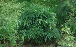 Latifolius Broadleaf Bamboo - Indocalamus Latifolius - 3 Gallon Pot -Plantify Shop Bamboo Latifolius 2
