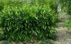 Latifolius Broadleaf Bamboo - Indocalamus Latifolius - 3 Gallon Pot -Plantify Shop Bamboo Latifolius 3