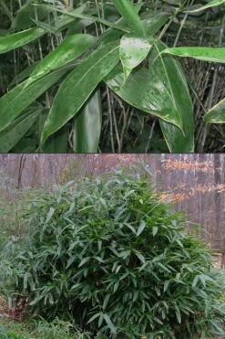Latifolius Broadleaf Bamboo - Indocalamus Latifolius - 3 Gallon Pot -Plantify Shop Bamboo Latifolius 500x750 1