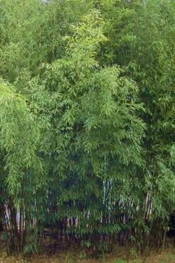 Spotted Leopard Bamboo - Phyllostachys Bambusoides 'Tanakae' - 3 Gallon Pot -Plantify Shop Bamboo Leopard 11
