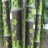 Spotted Leopard Bamboo - Phyllostachys Bambusoides 'Tanakae' - 3 Gallon Pot -Plantify Shop Bamboo Leopard 22