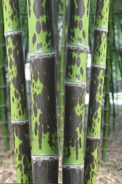 Spotted Leopard Bamboo - Phyllostachys Bambusoides 'Tanakae' - 3 Gallon Pot
