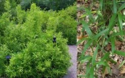 Macon Rivercane Bamboo - Arundinaria Gigantea 'Macon' - 3 Gallon Pot -Plantify Shop Bamboo Macon Rivercane 2