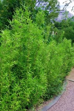 Macon Rivercane Bamboo - Arundinaria Gigantea 'Macon' - 3 Gallon Pot