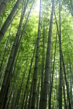 Madake Giant Japanese Timber Bamboo (Phyllostachys Bambusoides) - 3 Gallon Pot (4-6'+) -Plantify Shop Bamboo Madake 10 2