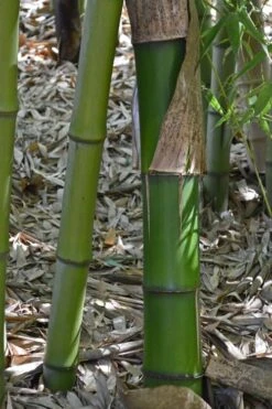 Madake Giant Japanese Timber Bamboo (Phyllostachys Bambusoides) - 2 Gallon Pot -Plantify Shop Bamboo Madake 11