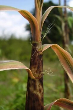 Madake Giant Japanese Timber Bamboo (Phyllostachys Bambusoides) - 2 Gallon Pot -Plantify Shop Bamboo Madake 13