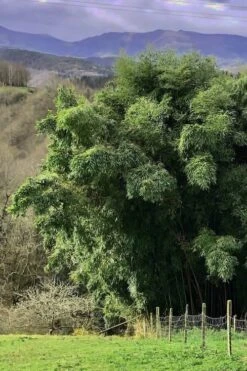 Madake Giant Japanese Timber Bamboo (Phyllostachys Bambusoides) - 3 Gallon Pot (4-6'+) -Plantify Shop Bamboo Madake 14 2