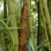 Madake Giant Japanese Timber Bamboo (Phyllostachys Bambusoides) - 2 Gallon Pot -Plantify Shop Bamboo Madake 19