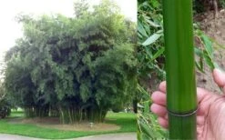 Madake Giant Japanese Timber Bamboo (Phyllostachys Bambusoides) - 2 Gallon Pot -Plantify Shop Bamboo Madake Giant Japanese Timber Bamboo