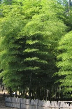 Moso Giant Bamboo (Phyllostachys Edulis 'Moso') - 3 Gallon Pot (2-4') -Plantify Shop Bamboo Moso 10 1