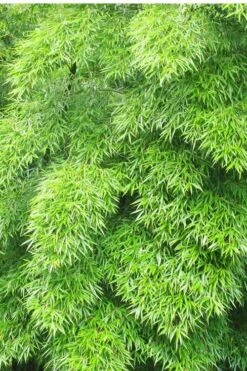 Moso Giant Bamboo (Phyllostachys Edulis 'Moso') - 3 Gallon Pot (2-4') -Plantify Shop Bamboo Moso 11 1